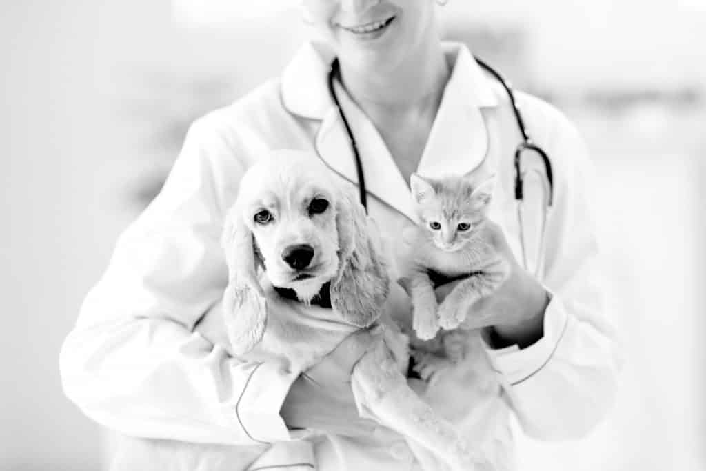 pets 1
