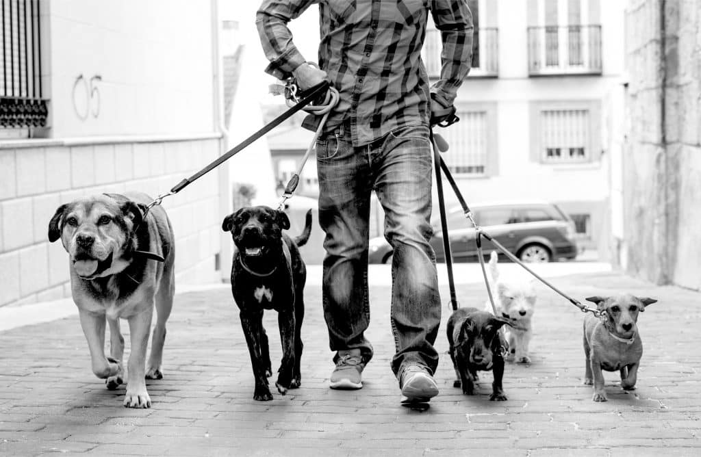 pets 2