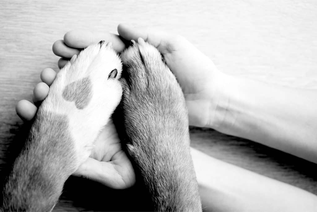 pets 3