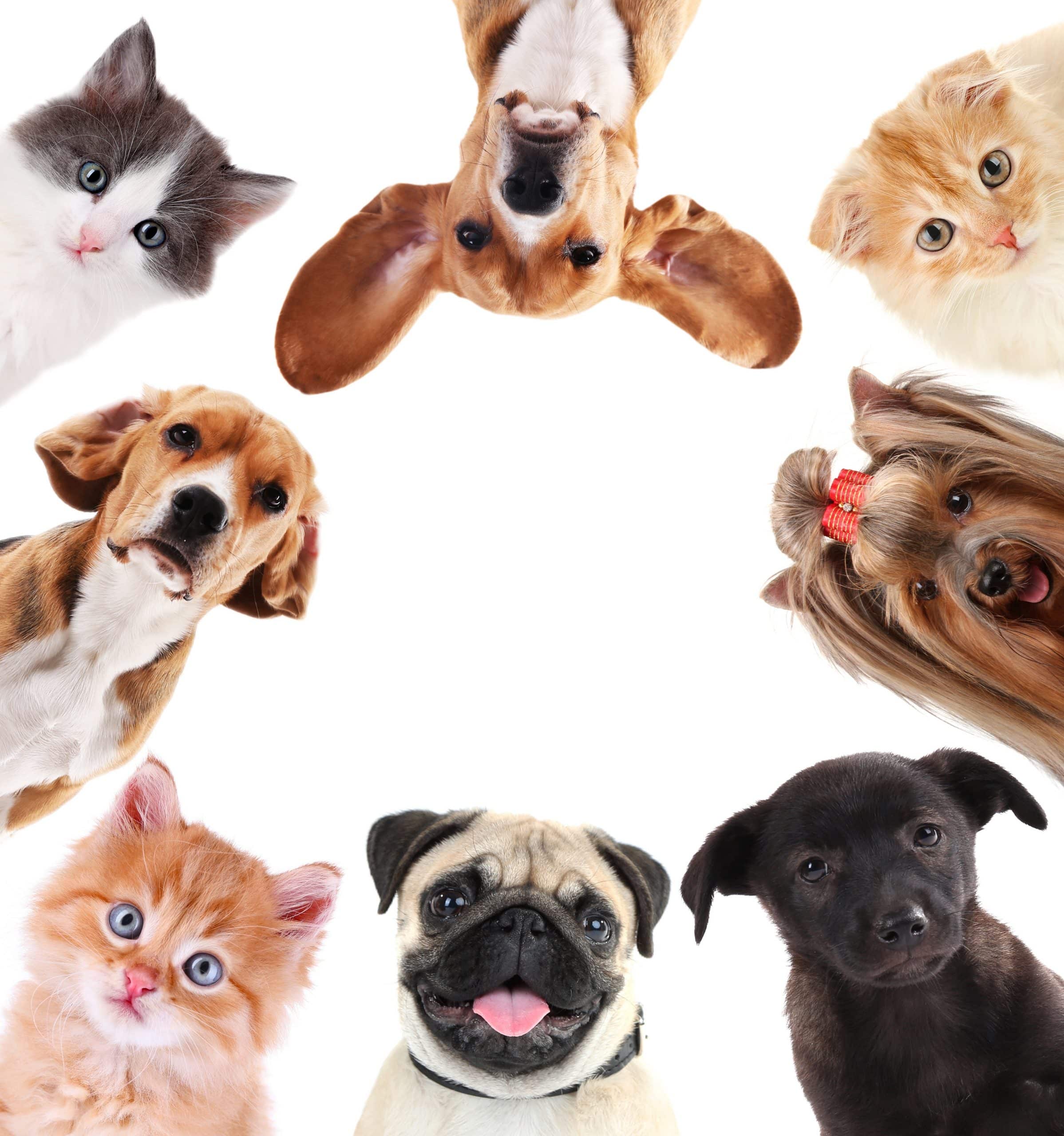 pets (4)