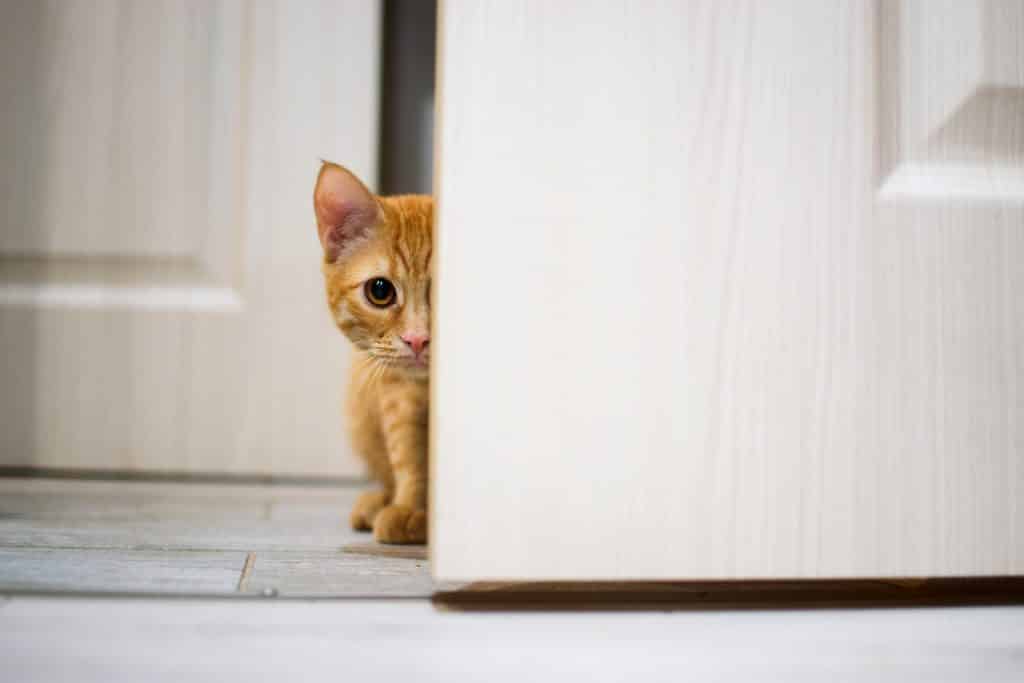 pets 5