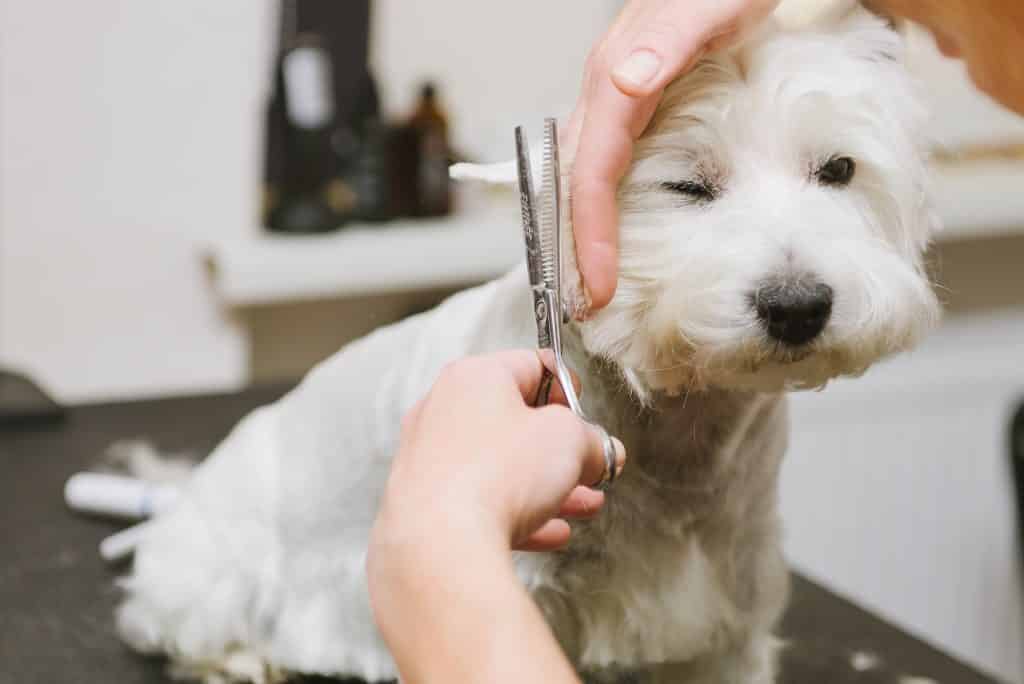 pets 8