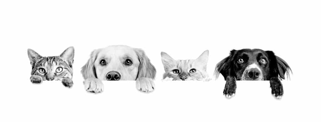pets 9